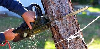 Best Tree Maintenance Programs  in Hebron Estates, KY