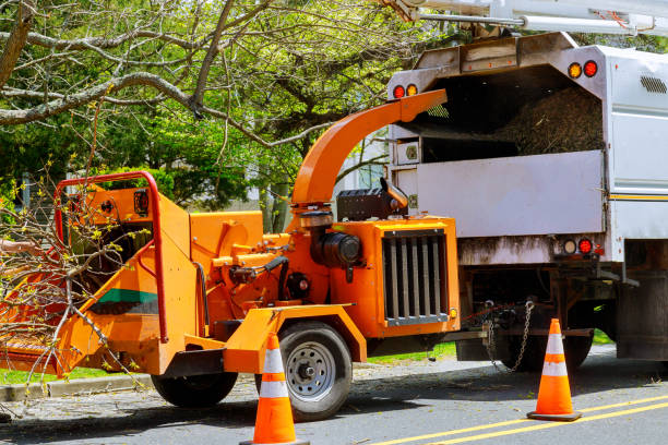 Best Root Management and Removal  in Hebron Estates, KY