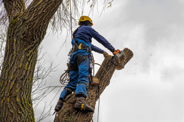 Best Tree Cabling and Bracing  in Hebron Estates, KY