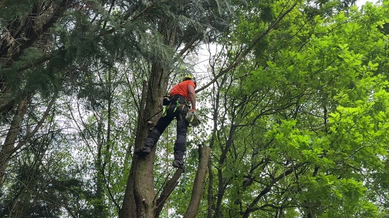 Best Tree Removal  in Hebron Estates, KY